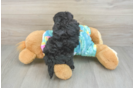 Yorkie Poo Puppy for Adoption