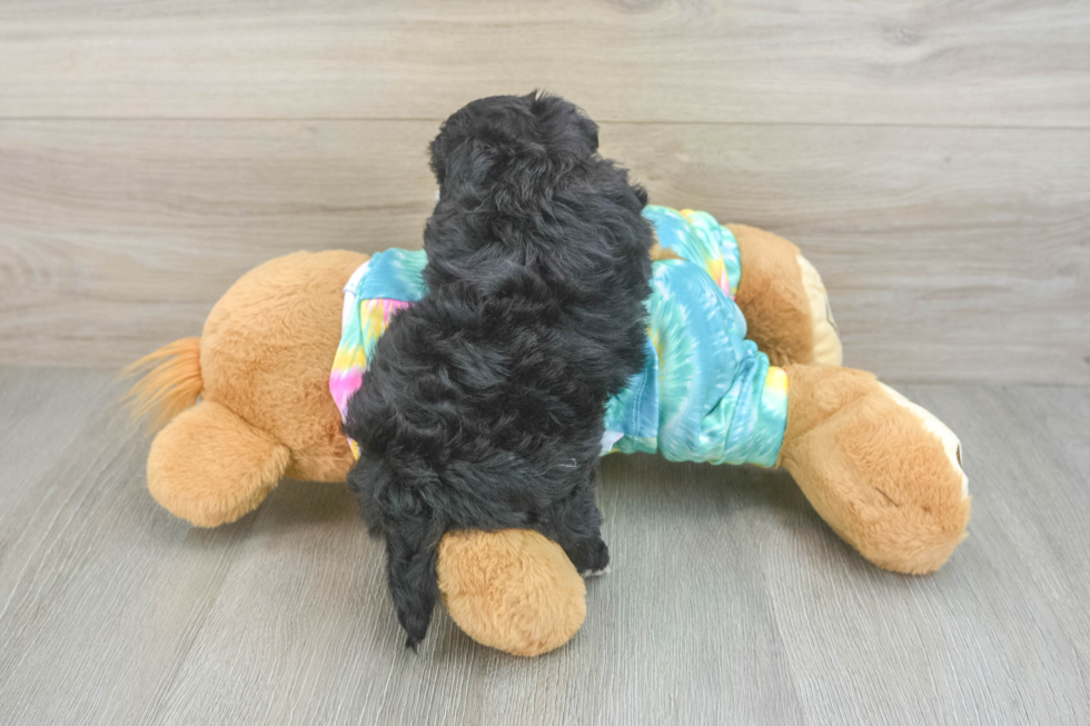 Yorkie Poo Puppy for Adoption