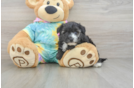 Happy Yorkie Poo Baby