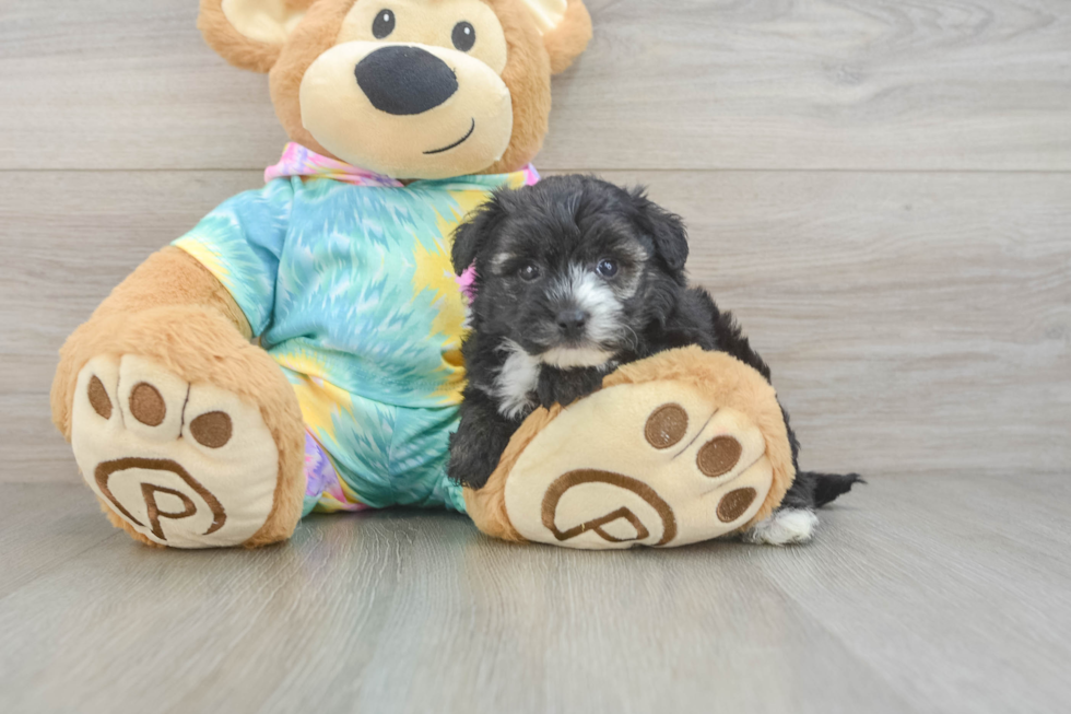 Happy Yorkie Poo Baby