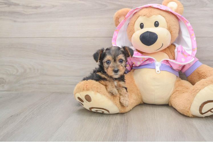 Yorkie Poo Pup Being Cute