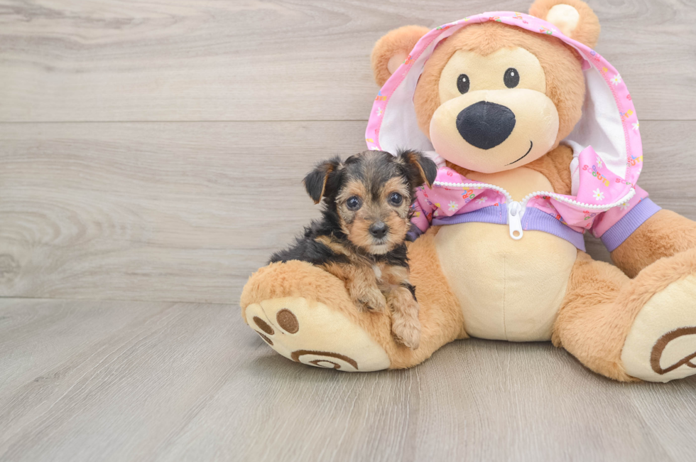 5 week old Yorkie Poo Puppy For Sale - Lone Star Pups