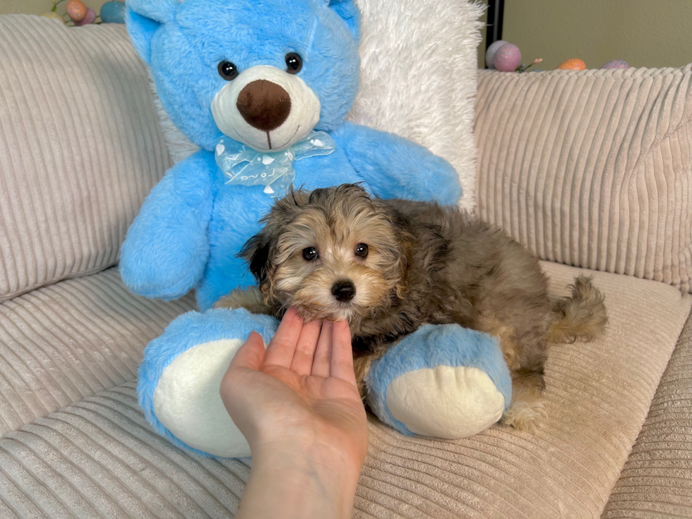 Cute Yorkie Poo Baby