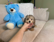 10 week old Yorkie Poo Puppy For Sale - Lone Star Pups