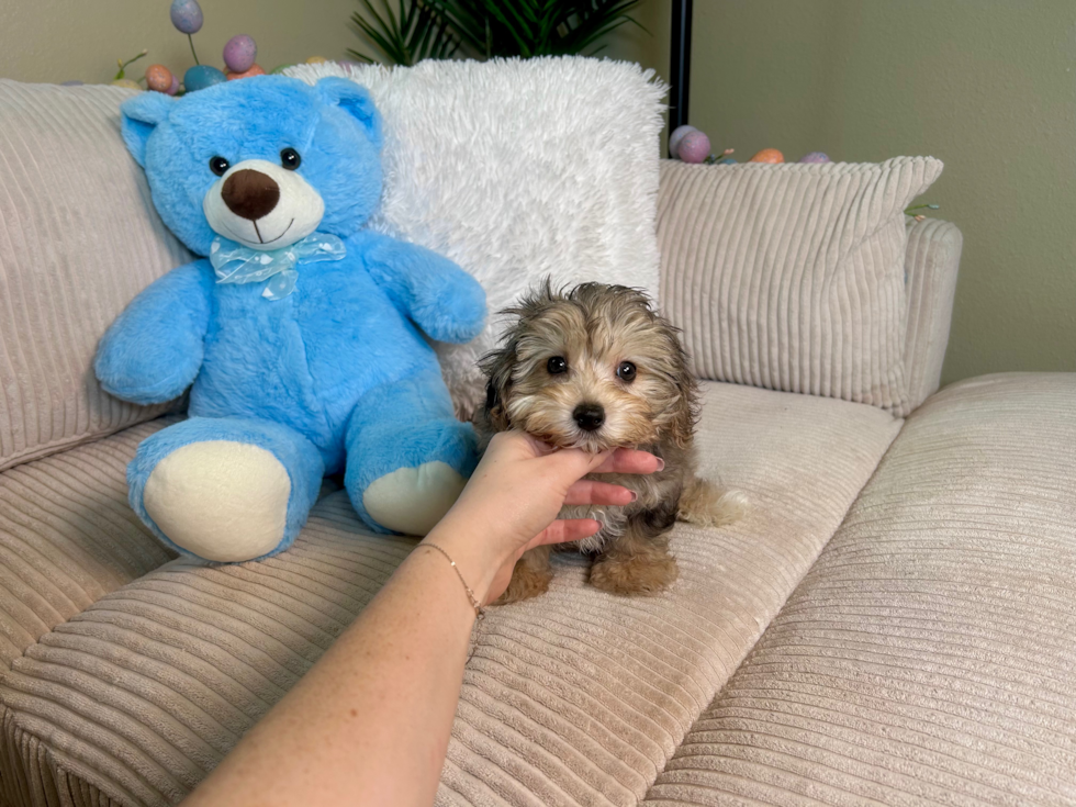 Yorkie Poo Pup Being Cute