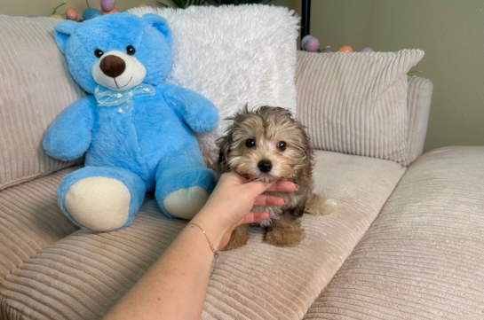 Yorkie Poo Pup Being Cute