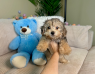 10 week old Yorkie Poo Puppy For Sale - Lone Star Pups
