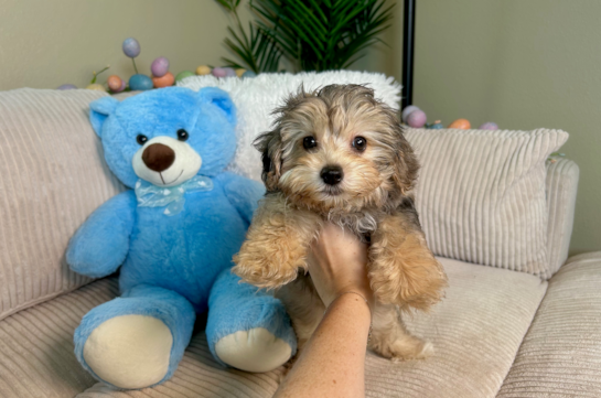 Yorkie Poo Pup Being Cute