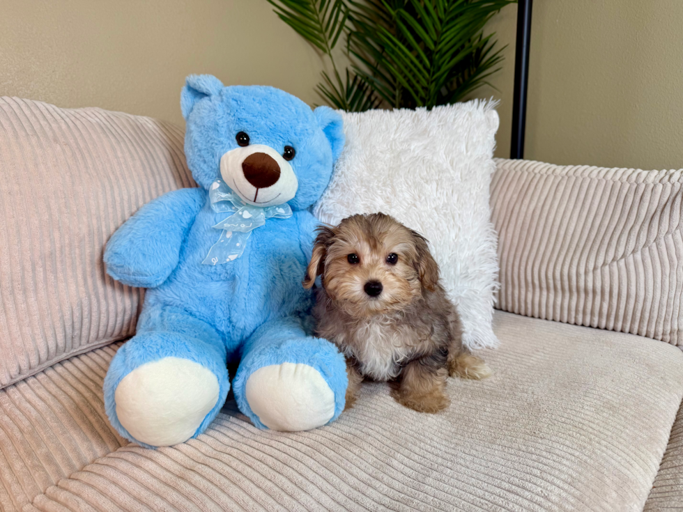 Yorkie Poo Puppy for Adoption