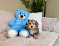 12 week old Yorkie Poo Puppy For Sale - Lone Star Pups