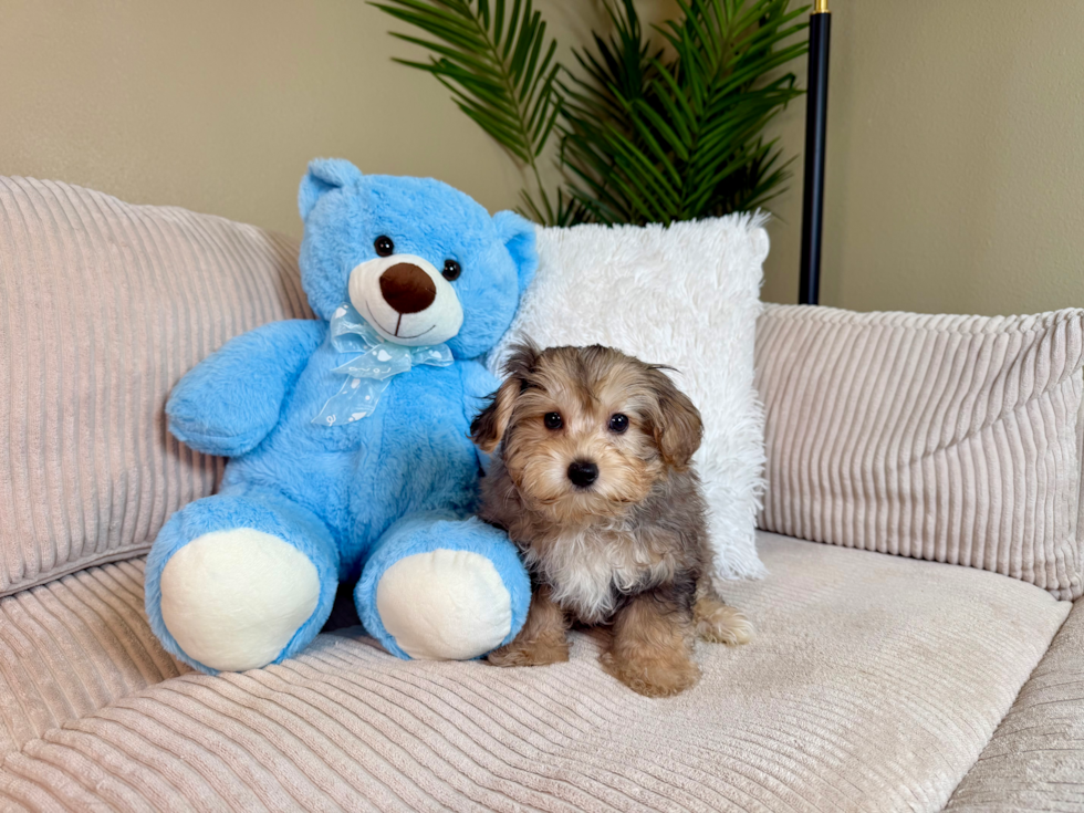 Cute Yorkie Poo Baby