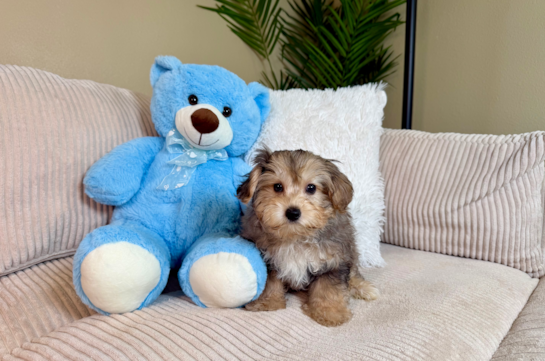 Cute Yorkie Poo Baby