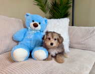 11 week old Yorkie Poo Puppy For Sale - Lone Star Pups