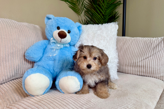 Cute Yorkie Poo Poodle Mix Pup