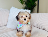13 week old Yorkie Poo Puppy For Sale - Lone Star Pups