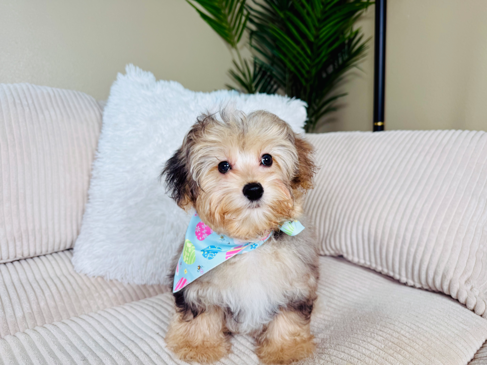 Yorkie Poo Puppy for Adoption