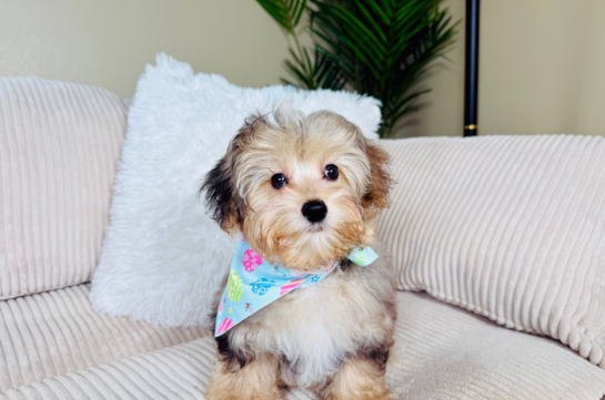 Yorkie Poo Puppy for Adoption