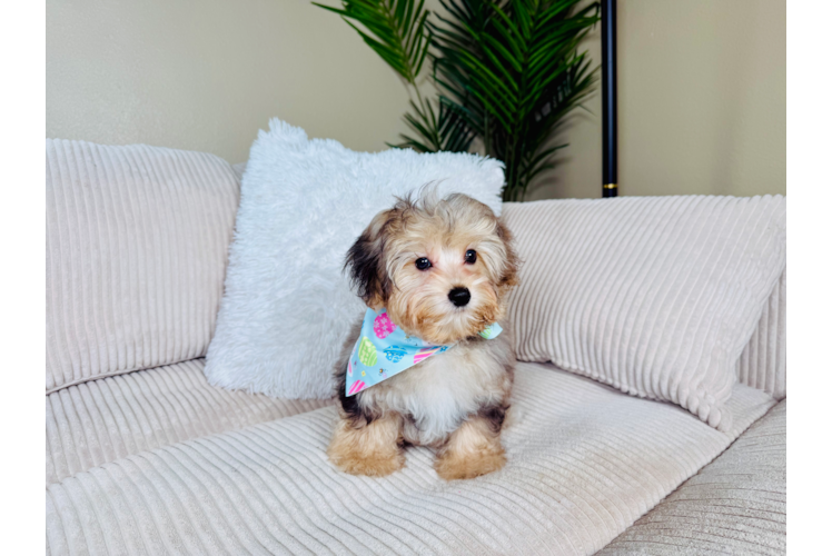 Yorkie Poo Pup Being Cute