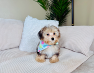 14 week old Yorkie Poo Puppy For Sale - Lone Star Pups