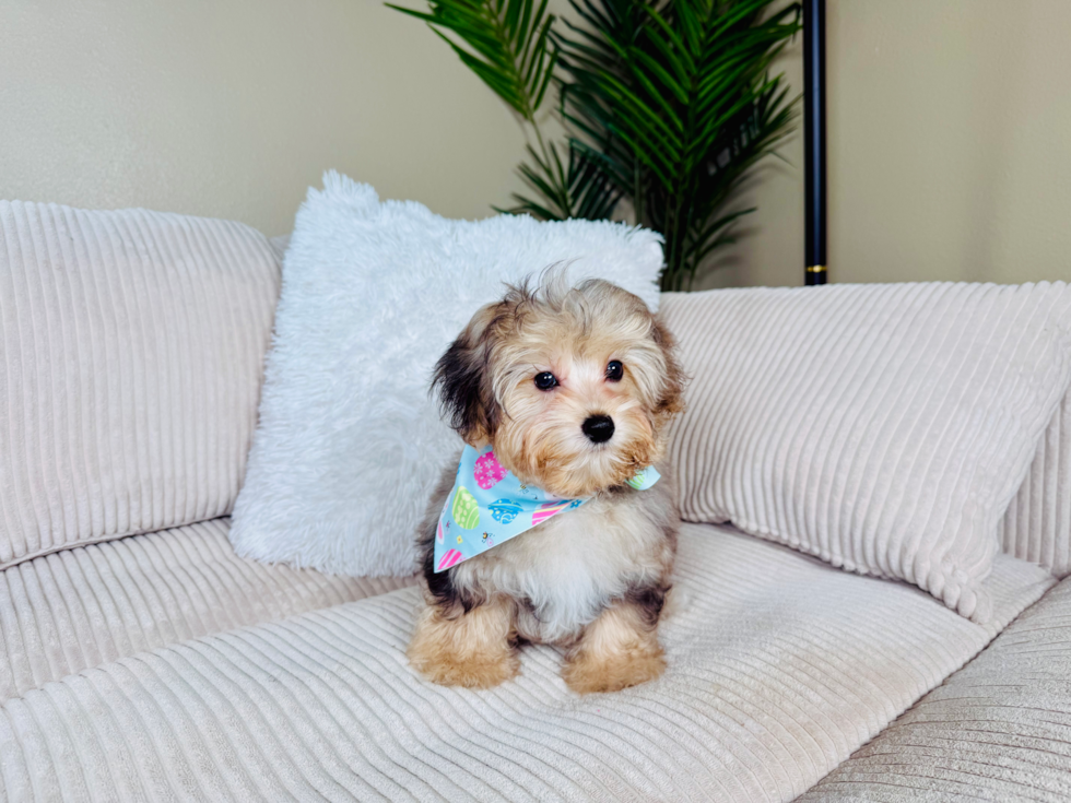 Yorkie Poo Pup Being Cute