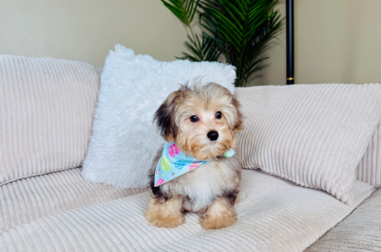 Yorkie Poo Pup Being Cute