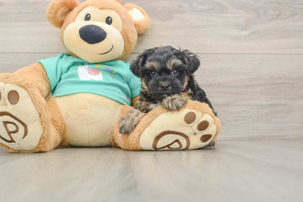 Best Yorkie Poo Baby