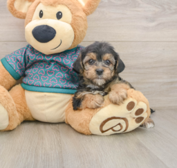 7 week old Yorkie Poo Puppy For Sale - Lone Star Pups