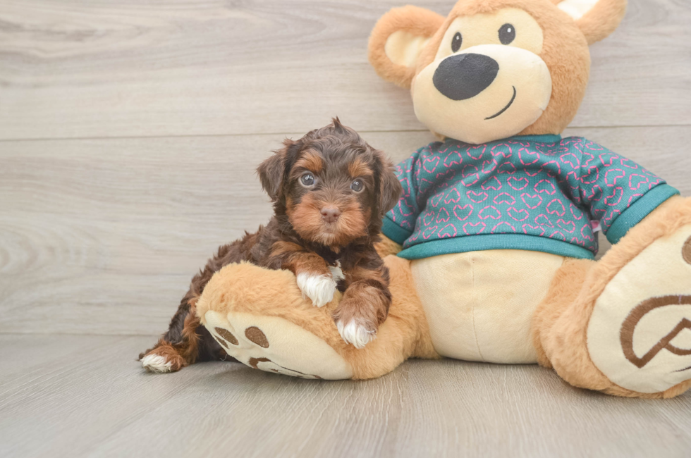 5 week old Yorkie Poo Puppy For Sale - Lone Star Pups
