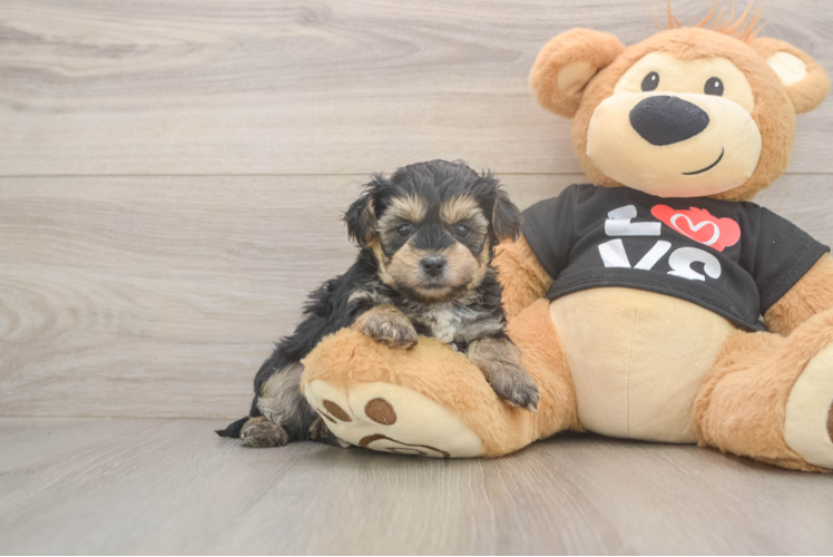 Friendly Yorkie Poo Baby