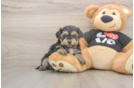 Friendly Yorkie Poo Baby