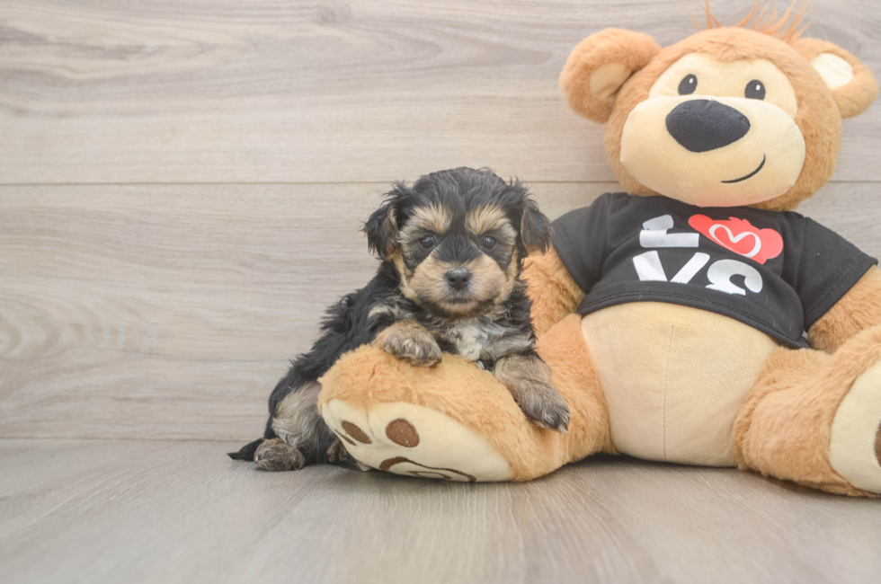 5 week old Yorkie Poo Puppy For Sale - Lone Star Pups