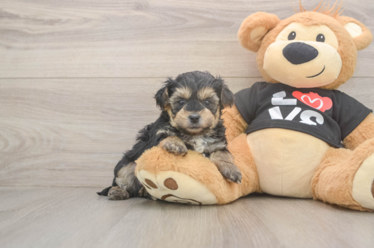 Friendly Yorkie Poo Baby
