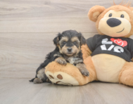 7 week old Yorkie Poo Puppy For Sale - Lone Star Pups 7 week old Yorkie Poo Puppy For Sale - Lone Star Pups