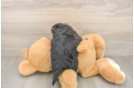 Yorkie Poo Puppy for Adoption