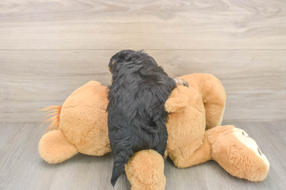 Yorkie Poo Puppy for Adoption