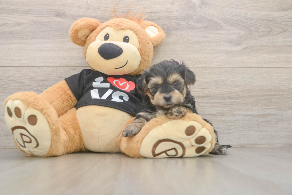 Adorable Yorkiedoodle Poodle Mix Puppy