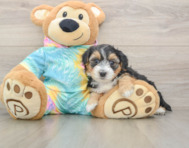 8 week old Yorkie Poo Puppy For Sale - Lone Star Pups