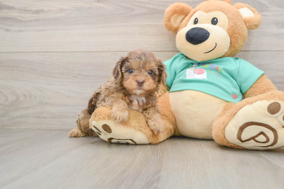 Small Yorkie Poo Baby