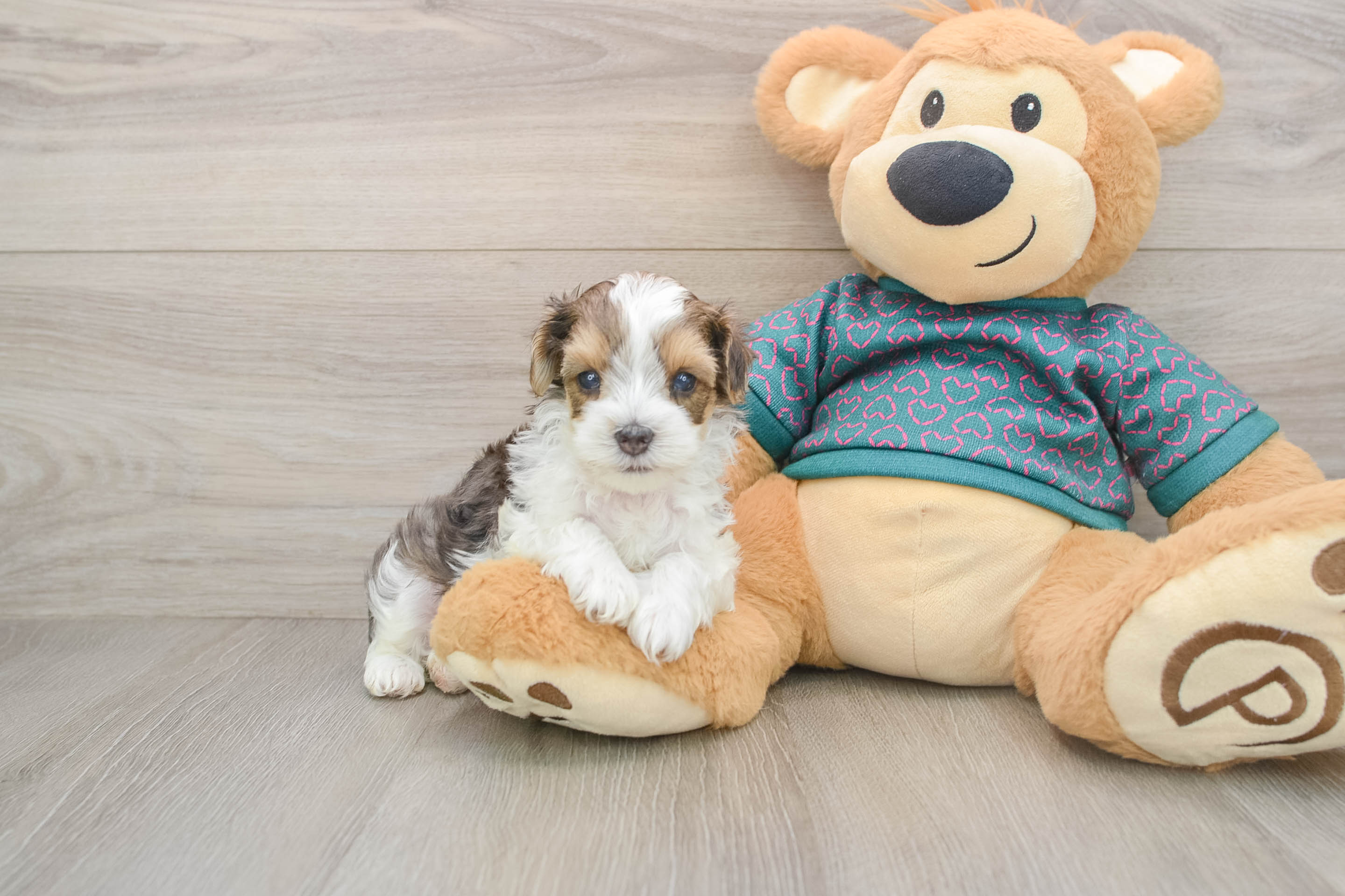 Friendly Yorkie Poo Baby