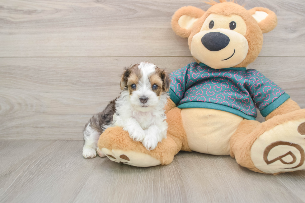 Friendly Yorkie Poo Baby