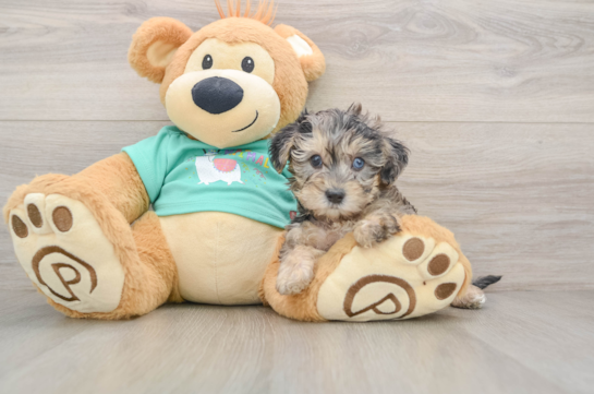 Funny Yorkie Poo Poodle Mix Pup