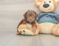 8 week old Yorkie Poo Puppy For Sale - Lone Star Pups
