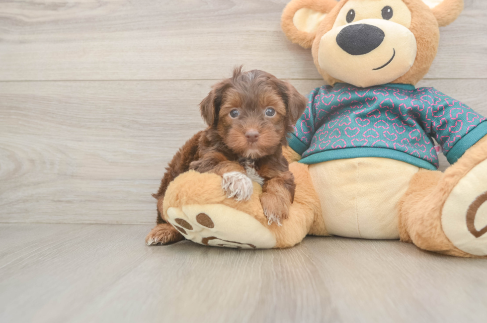 5 week old Yorkie Poo Puppy For Sale - Lone Star Pups