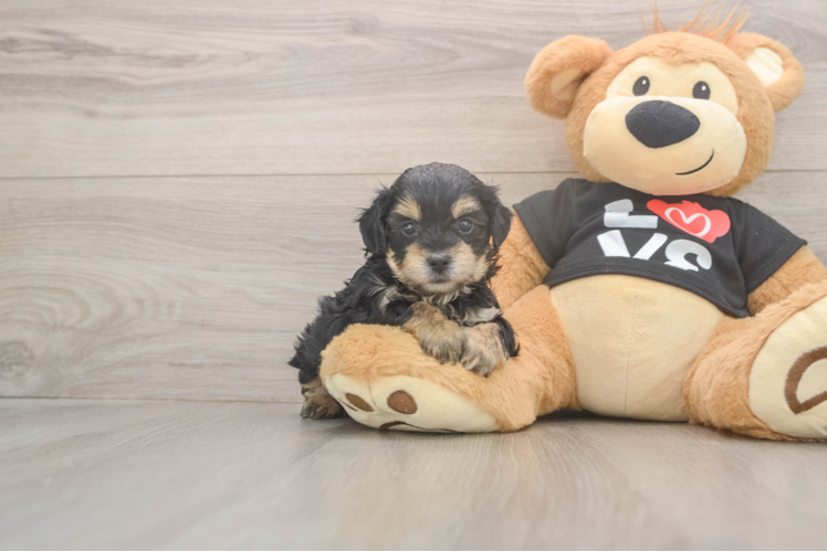 Yorkie Poo Puppy for Adoption
