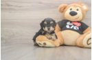 Yorkie Poo Puppy for Adoption