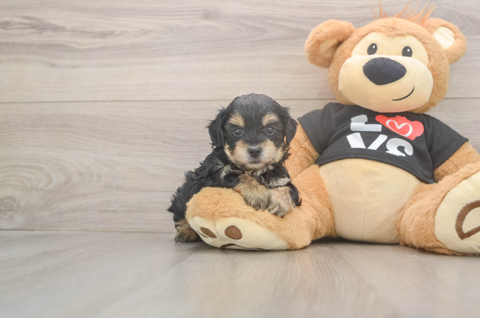 5 week old Yorkie Poo Puppy For Sale - Lone Star Pups