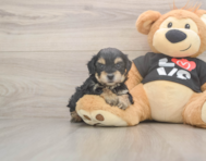 7 week old Yorkie Poo Puppy For Sale - Lone Star Pups 7 week old Yorkie Poo Puppy For Sale - Lone Star Pups