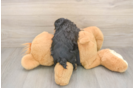 Funny Yorkie Poo Poodle Mix Pup