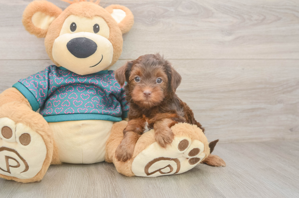 5 week old Yorkie Poo Puppy For Sale - Lone Star Pups