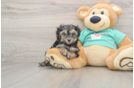 Hypoallergenic Yorkie Doodle Poodle Mix Puppy
